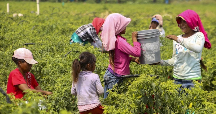 Los menores eran originarios de San Luis Potosí y laboraban en condiciones no adecuadas. Foto: Cuartoscuro