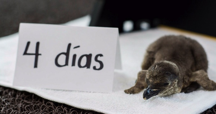 Concurso que busca nombre para el primer pingüino de la especie Humboldt nacido en Veracruz. Foto: Notimex