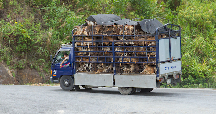 El proceso da inicio en varios mataderos del norte de China, como en Changchun, Jilin donde los perros son muertos y la carne es transportada en camiones. Se estima que cada día se matan entre 400 y mil perros. Foto: Shutterstock/Archivo.