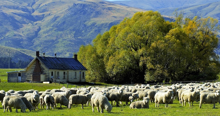 El arribo de las 50 mil ovejas es para mejorar la especie en México y para su crianza. Foto: Shutterstock/Archivo.