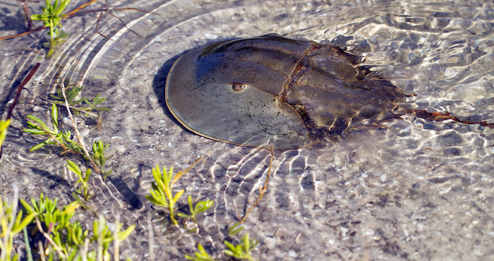 shutterstock_207447388