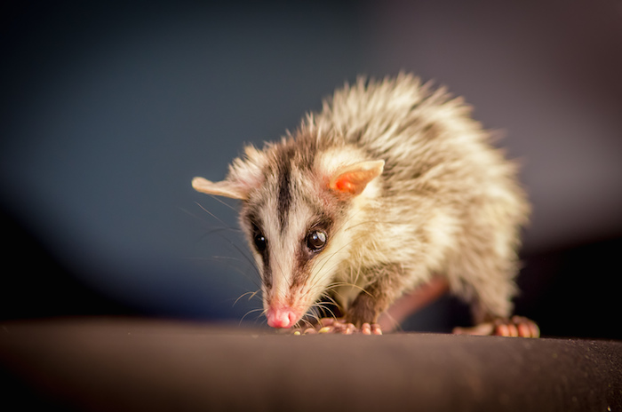 shutterstock_229698094