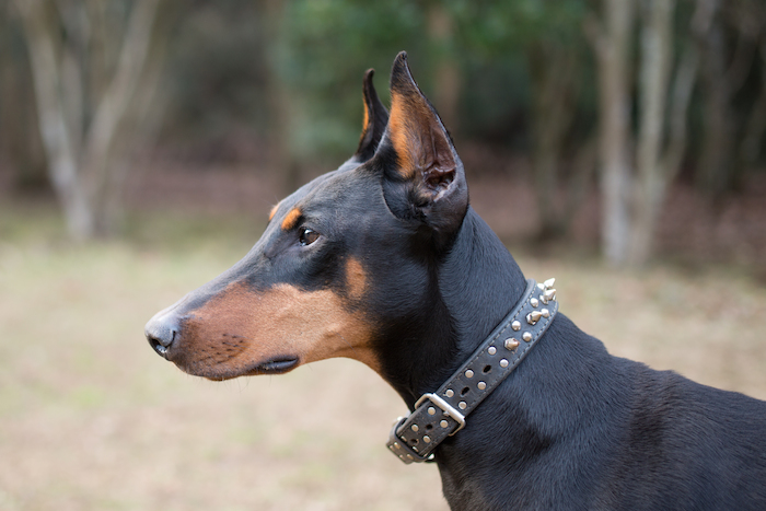 El investigador se especializa en psicología y realiza estudios también con los chimpancés, primates muy cercanos a los humanos y una especie muy fácil de entender en cuando a pensamiento. Foto: Shutterstock.