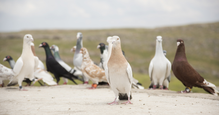 Al principio de 2015 el Estado Islámico (EI) capturaron por lo menos a 15 palomas en Irak, de las cuales al menos tres fueron asesinadas por un grupo en Diyala por las mismas razones. Foto: Shutterstock.