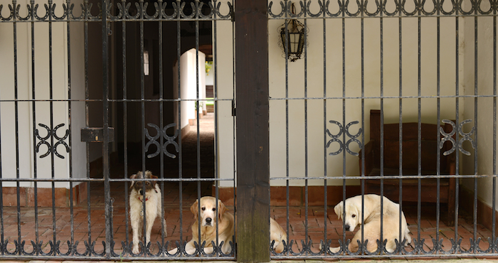 El trabajo del investigador japonés que dirigió el estudio, se enfoca en explorar las mentes de los relativos humanos no-humanos. Foto: Shutterstock.