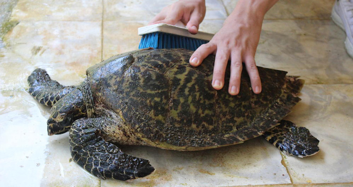 Las tortugas marinas a menudo parecen estar nadando contra la corriente. Ya amenazada por la caza, la caza furtiva, la pérdida de la costumbre y la contaminación, estos antiguos navegantes se enfrentan ahora a enormes trastornos como su mundo acuático se calienta. Foto: WWF.