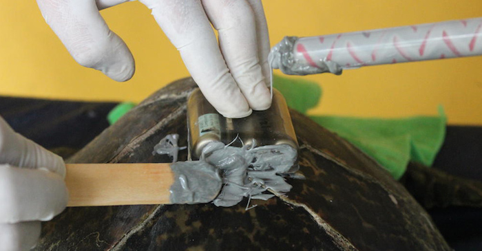 En la actualidad se estima que 1 de cada mil crías de tortuga logren llegar a la adultez. Foto: Shutterstock.