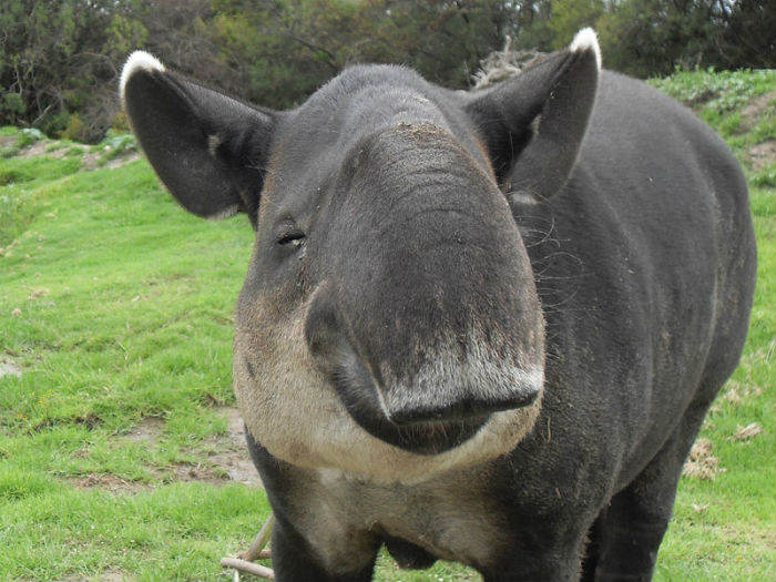 El Tapir centroamericano ha sufrido muy pocas modificaciones a lo largo de 35 millones de años. En la actualidad, alcanza hasta los 250 kg de peso y puede medir hasta 1.8 m de largo.