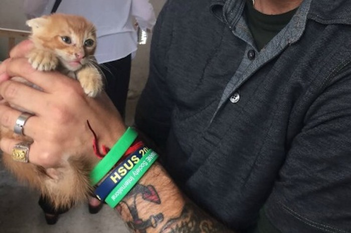 La organización Humane Society International, que se dedica a la protección y bienestar de los animales, estuvo presente durante el mes de junio para registrar lo que ocurría con el festival. Foto: HSI. 