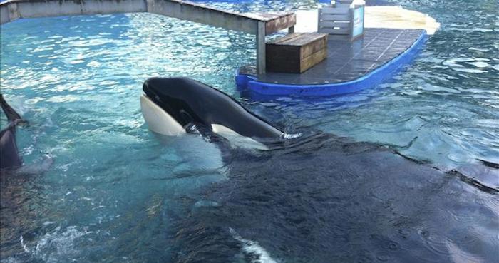 La orca Lolita durante espectáculo en el Seaquarium. Foto: EFE