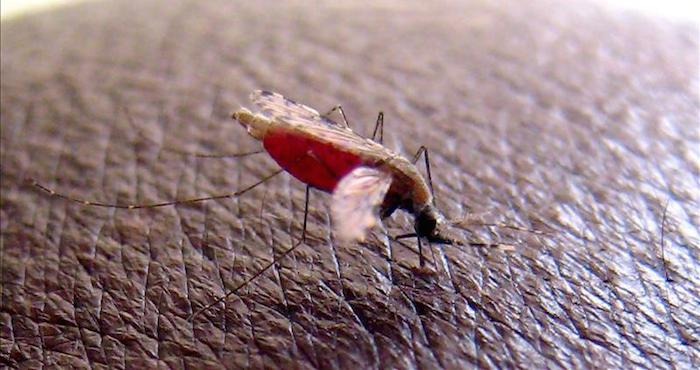 Mosquito "Anopheles gambiae", que transmite el parásito que causa malaria. Foto: EFE