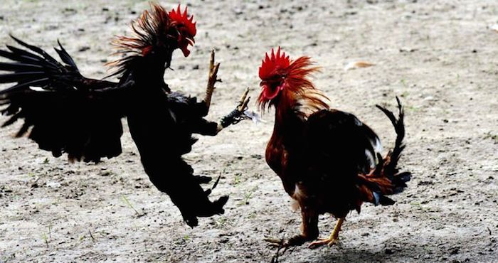 Pelea de gallos. Foto: EFE