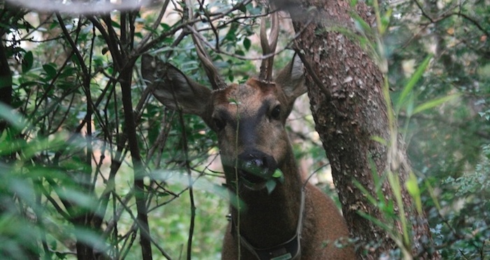 Huemul. Fuente: Huilo-Huilo la reserva biológica del sur del mundo.