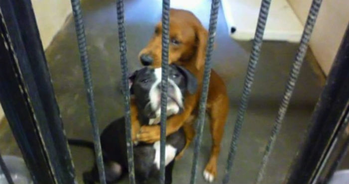 La foto fue publicada en la red social Facebook por el refugio canino en donde se encontraban en Atlanta, Georgia, con una petición adjunta para salvar sus vidas.