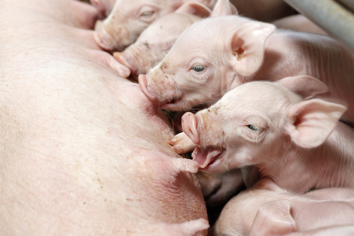 Los cerdos genéticamente modificados podrían ser los primeros animales en el mundo en aprobarse para consumo humano. Foto: Shutterstock