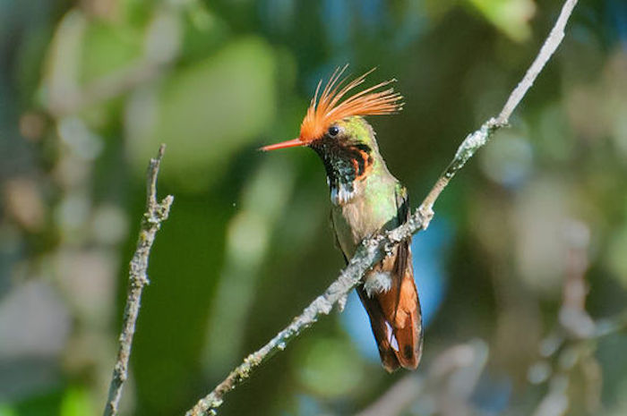 Coqueta de Atoyac, la especie más amenazada de los colibríes endémicos de México. Foto: eol.org