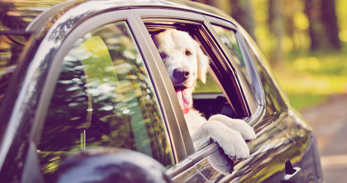 Es recomendable seguir algunos consejos para cuidar de tu mascota si planeas viajar con ella. Foto: Shutterstock