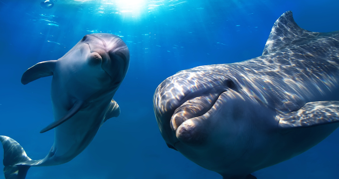 Par de delfines mulares. Foto: Shutterstock