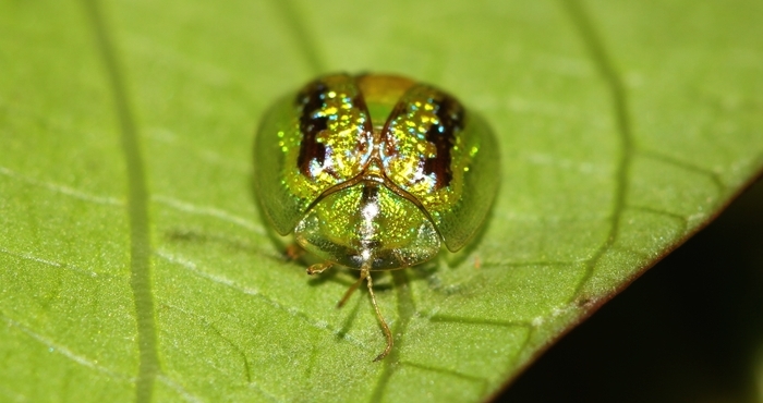 Variedad de escarabajo tortuga. Foto: Shutterstock