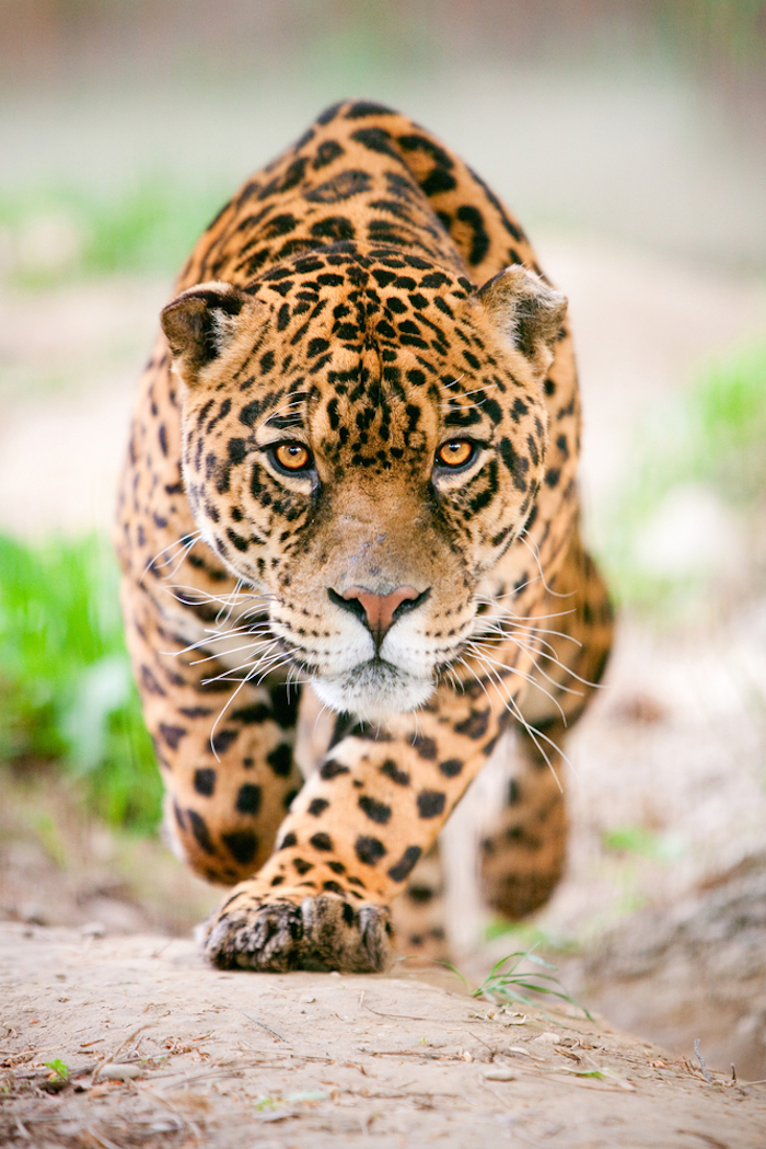 Jaguar. Asociado con elementos y fenómenos como el trueno, el sol, la luna, las montañas. Representa también soberanía, poder, fuerza y guerra. Foto: Shutterstock