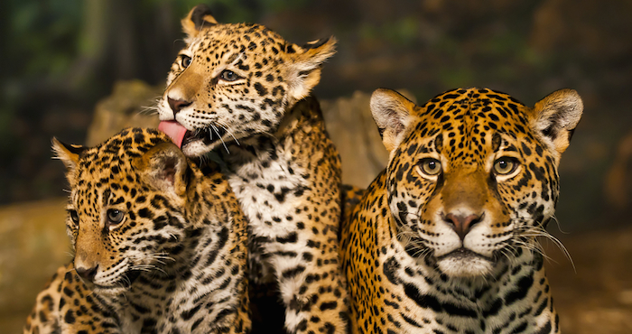Jaguares Foto: Shutterstock