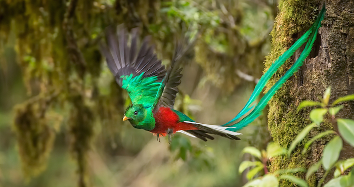 Quetzal, cerca del peligro y prioridad de conservación en México