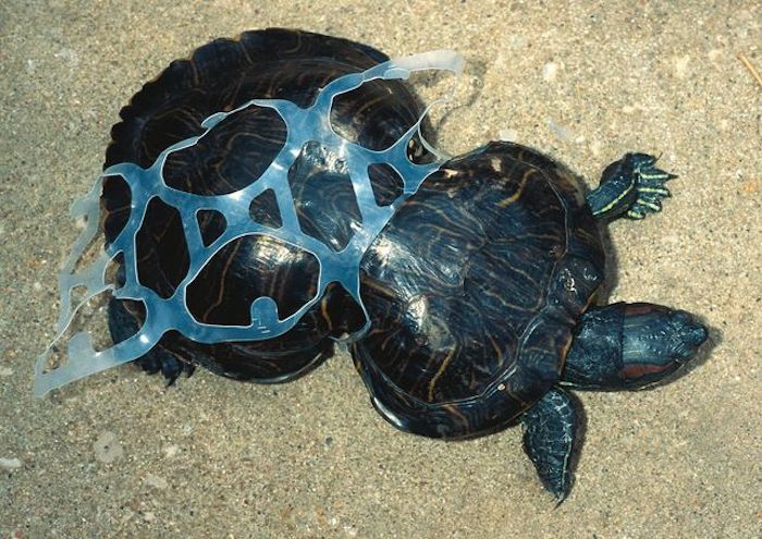 "Cacahuate", especie de Tortuga de Florida deformada por una malla de plástico, ahora es un "símbolo verde". Foto: Especial