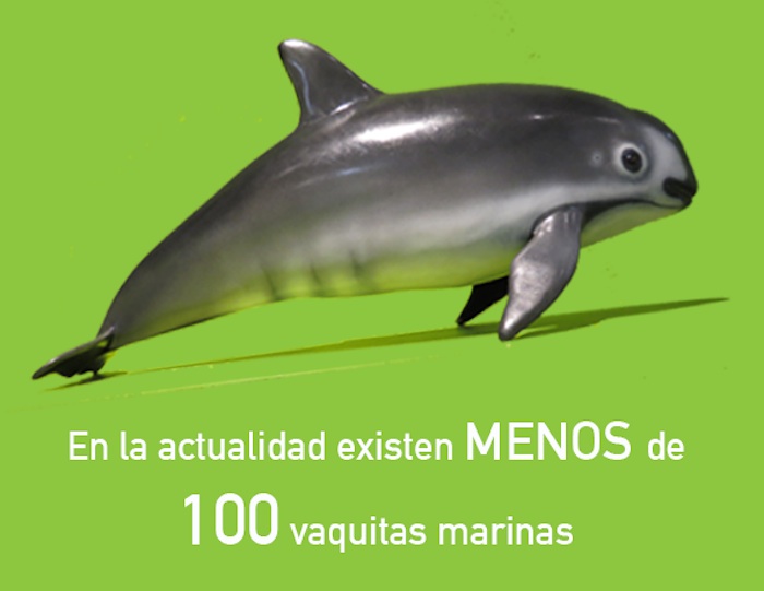 Se calcula que quedan 97 vaquitas marina, 50 de ellas en estado salvaje. Foto: Universum