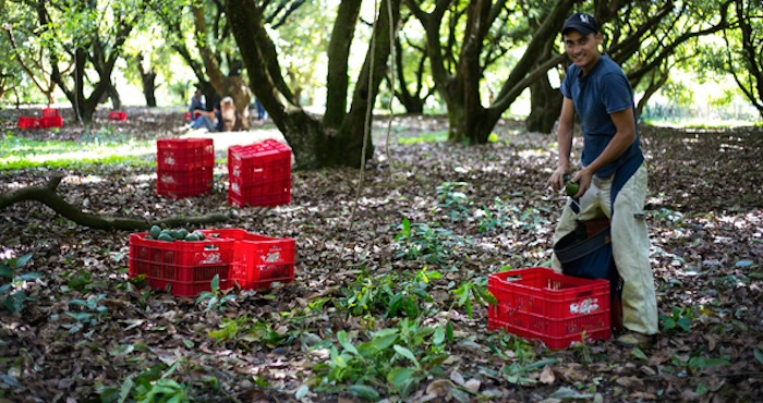 Producción de aguacate. Foto: Cuartoscuro.