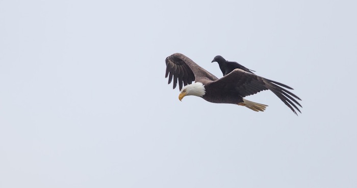 Al águila pareció no importarle y continuó volado como si nada hubiera pasado. Foto: Phoo Chan