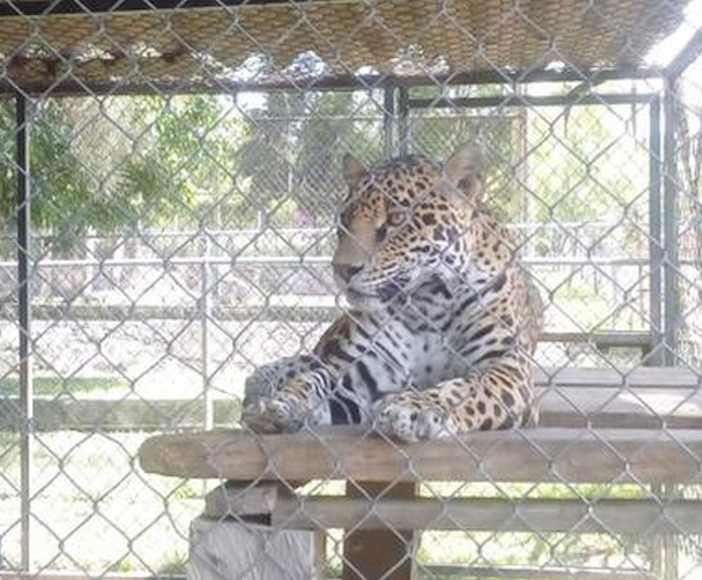 La Profepa aseguró 36 ejemplares de vida silvestre del Parque Zoológico de Moroleón, Guanajuato. Foto: Vía Twitter @PROFEPA_Mx