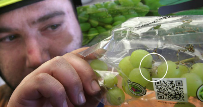 El Ministerio neozelandés dijo que estos insectos podrían ser peligrosos para las personas que entran en contacto con ellos, pero que no representan una amenaza para la industria hortícola. Foto: JOHN BISSET/FAIRFAX