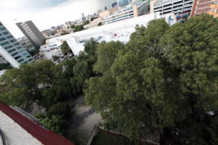 arboles_galerias_24jul15