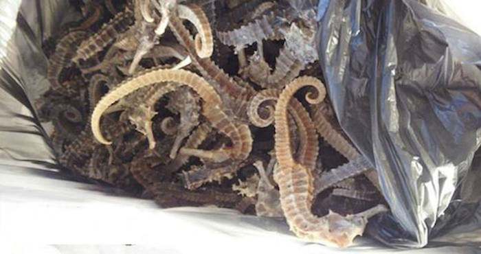 PGR aseguró casi una tonelada de especies marinas sujetas a protección especial, durante un operativo realizado en el Puerto de Guaymas, Sonora. Foto: Notimex