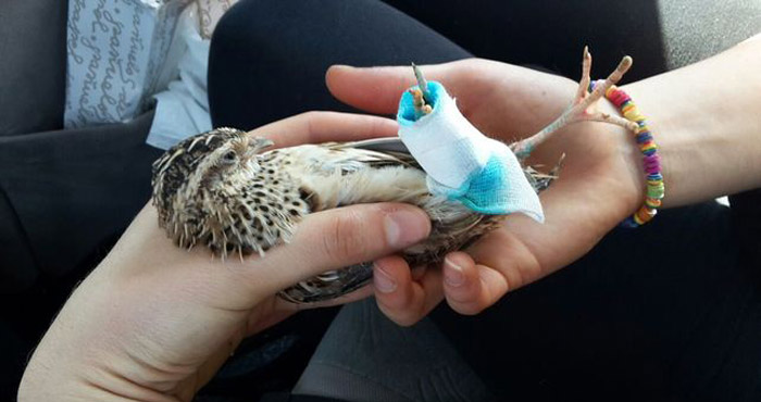 Ave rescatada por activistas. Foto: ElDiario.es