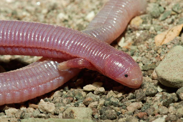 Un ejemplar de culebra con manitas (nombre coloquial). Foto: Travis W. Reeder, Naturalista