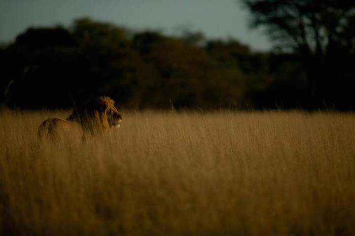 León Cecil de Zimbabue. Foto: Facebook Brent Stapelkamp.