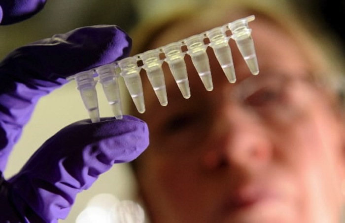 Los efectos de la manipulación genética a menudo son difusos, por ello la necesidad de prever los resultados. Foto: EFE