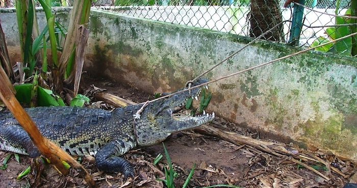 Cocodrilo. Foto: NOTIMEX