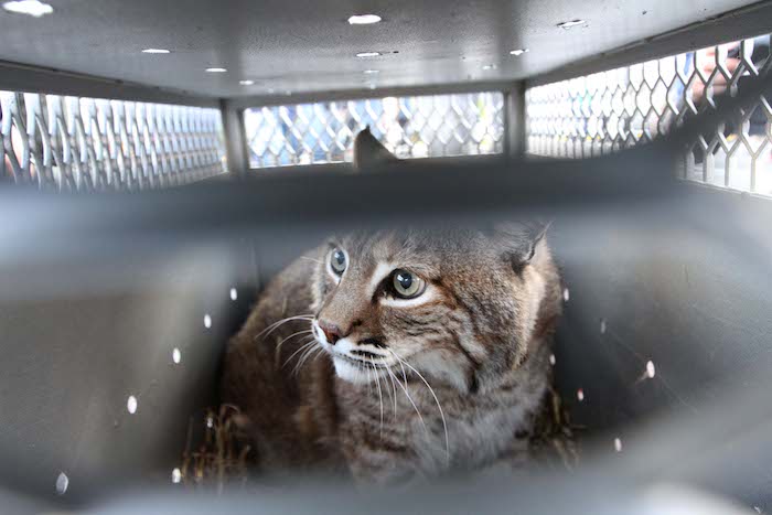 Los 11 felinos y el coyote llegaron sin contratiempos al Santuario de Animales Salvajes, en Denver, Colorado. Foto: Notimex