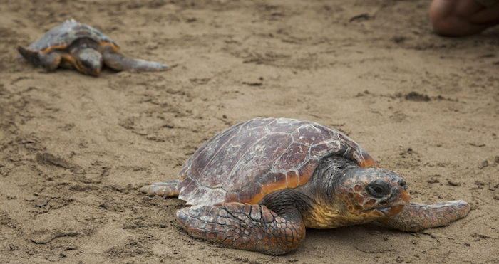China rescata más de 200 tortugas destinadas al mercado negro. Foto: EFE