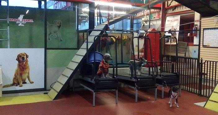 Bravo Perro! Fitness es un lugar destinado a ejercitar tanto física como mentalmente a los perros. Foto: Especial