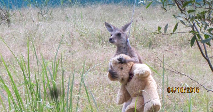 Otra toma del canguro con su "acompañante" Foto: @Tim_Beshara