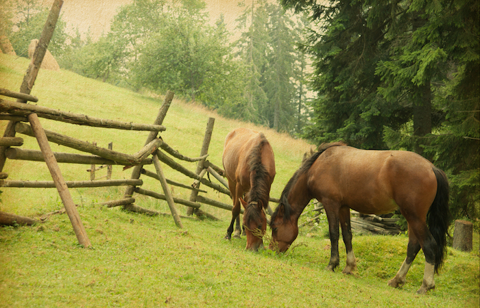 Los caballos son criados para fines domésticos antes que de consumo. Foto: Shutterstock