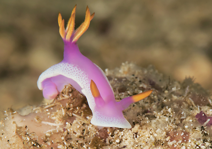 Hypselodoris Apolegma es una babosa de mar (Animal invertebrado) que habita en el Pacífico occidental). Foto: Shutterstock