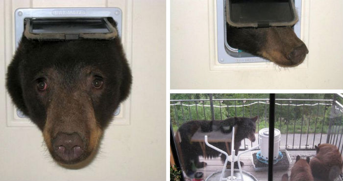 Doug Harder de Sandpoint, Idaho, tomó esta fotografía del joven oso, cuya cabeza quedó atorada en la puerta de su gato el jueves pasado. Imagen: Twitter