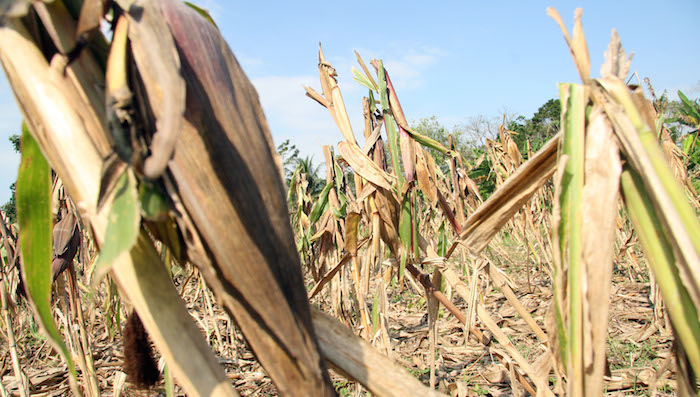 Greenpeace agrega que, incluso, el informe de la Profepa tenía pruebas insuficientes como para no requerir de otros estudios oficiales. Foto: Cuartoscuro