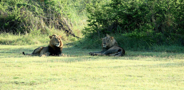 Los leones descasan en el Parque Nacional Akagera. Foto: Mathew Poole