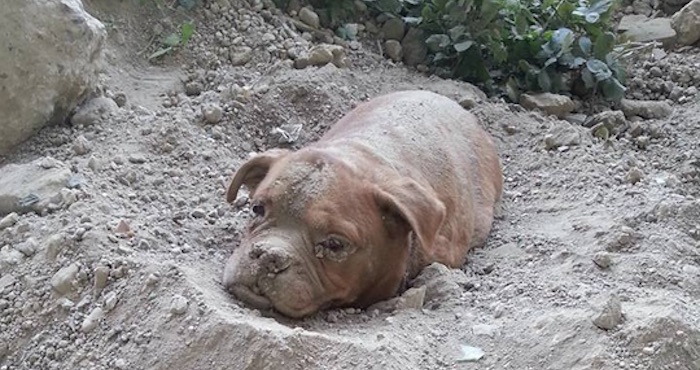 Foto: Facebook.com/pedro.dinis.3994