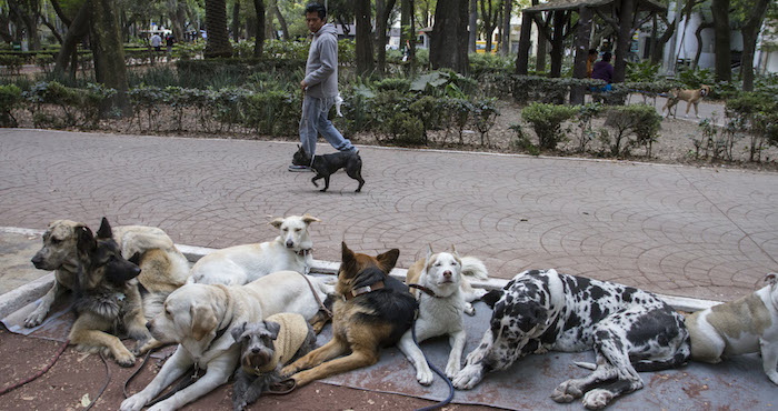 Perros en el Parque México. Foto: Cuartoscuro